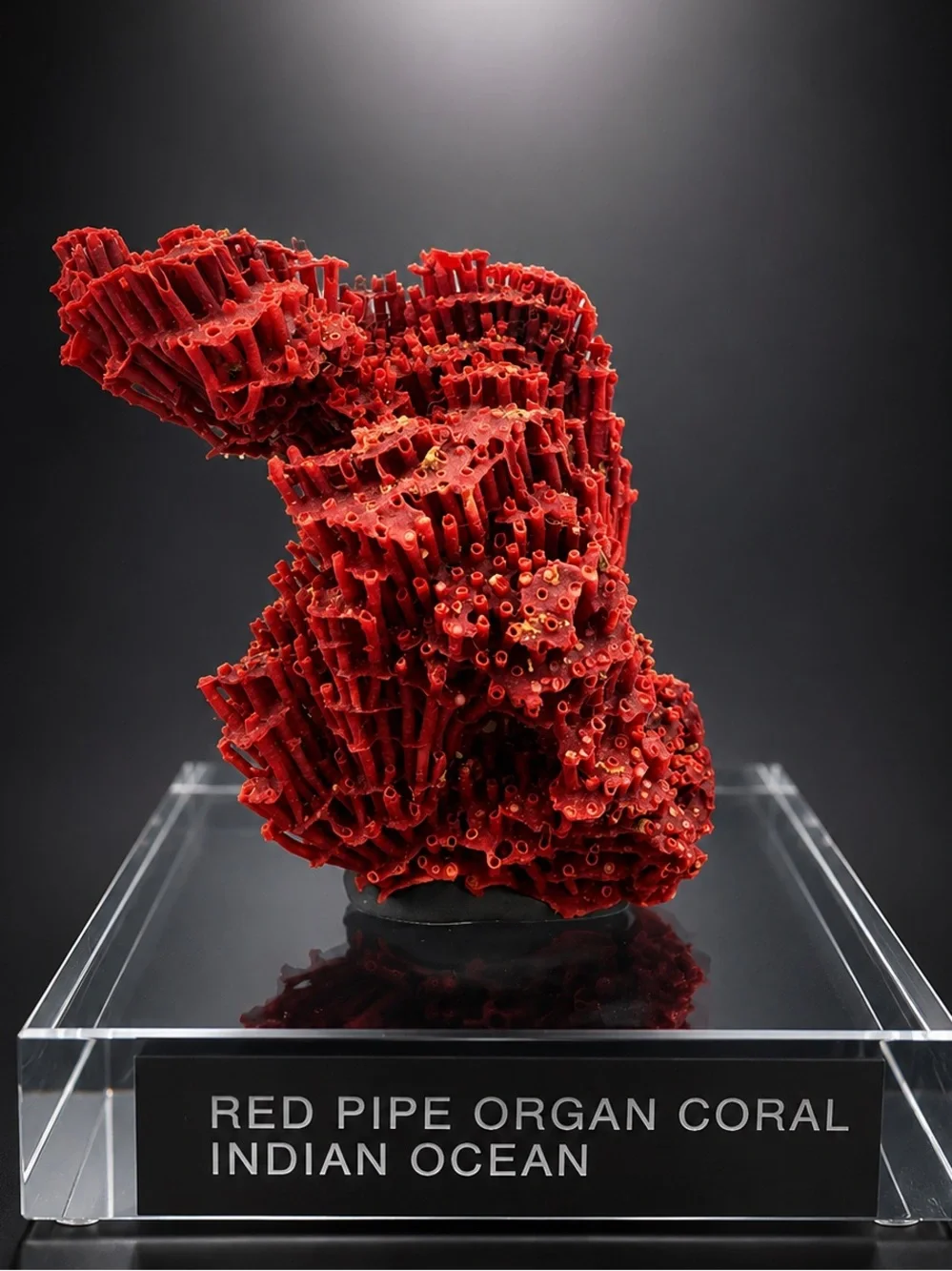 Red Pipe Organ Coral Indian Ocean